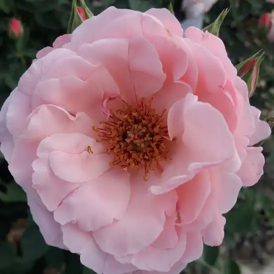 -18°C - Trandafiri - Pink Elizabeth Arden - 